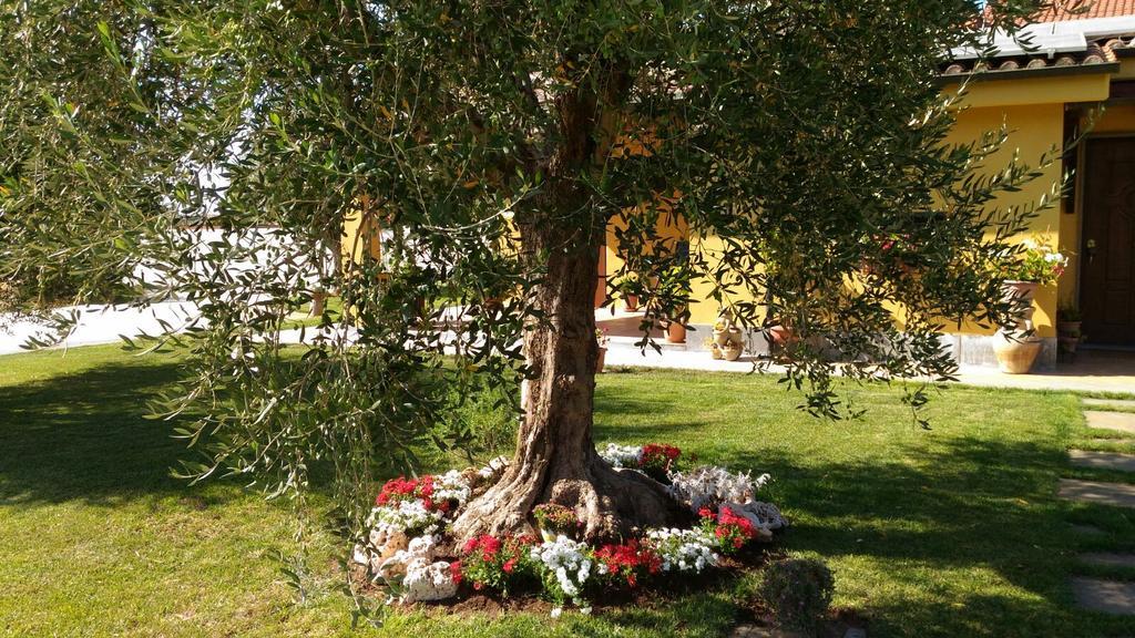L'Antico Vigneto Marino Exterior foto